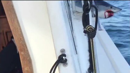 Etats-Unis: Un requin s'invite sur un bateau de pêche - Vidéo