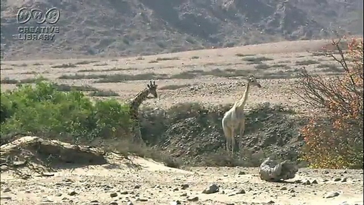 荒谷竜太の草原の中のキリン