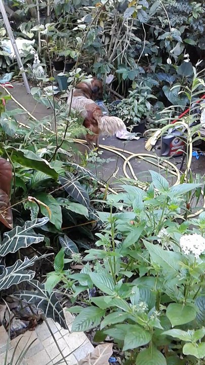 JED'S FARM :CHIEN  BOIT DE L 'EAU A LA BOUTEILLE (EPISODE 6)