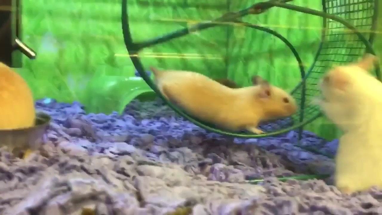 Un hamster en galère dans sa roue