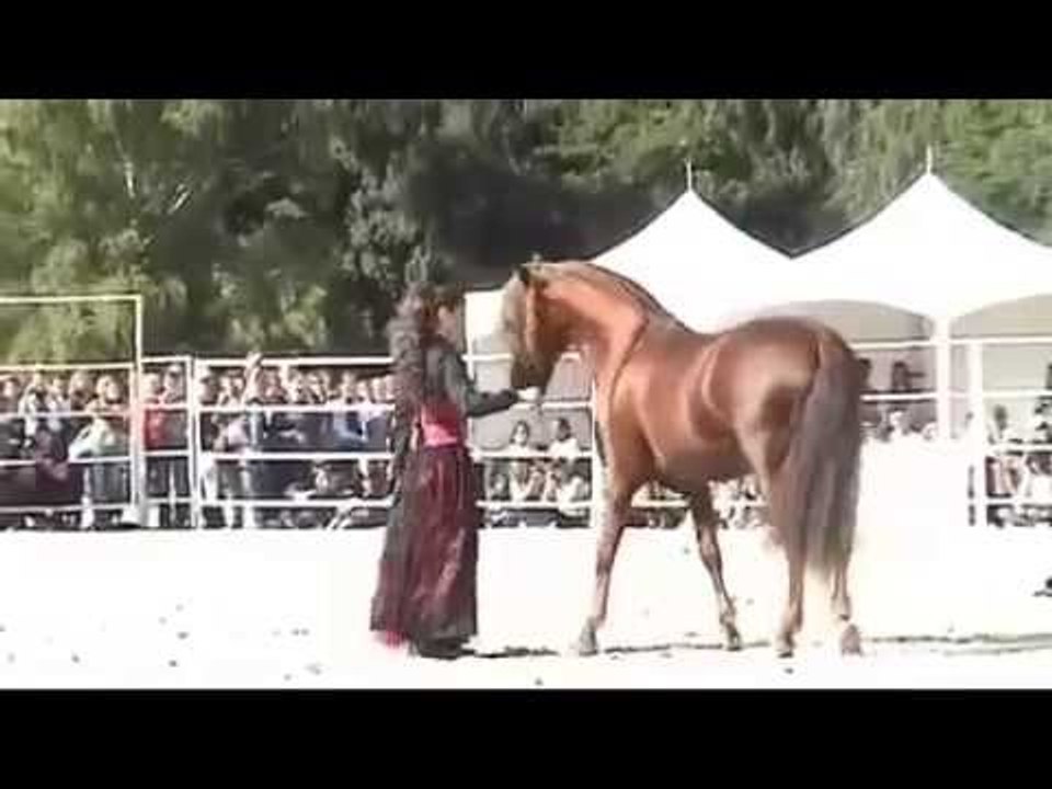 أجمل فيديو شاهدته في حياتي فارسه اردنيه تستاهل مليون اعجاب