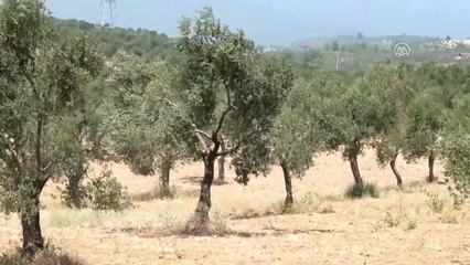 Edremit Körfezi'nde Zeytinde Yüksek Rekolte Bekleniyor