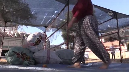 Patlıcan Vadisi"Den 65 Ton Dolmalık Kuru Biber Ihracatı