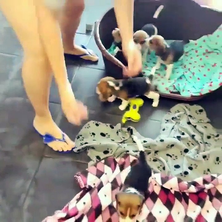 Cute puppies running away from bed