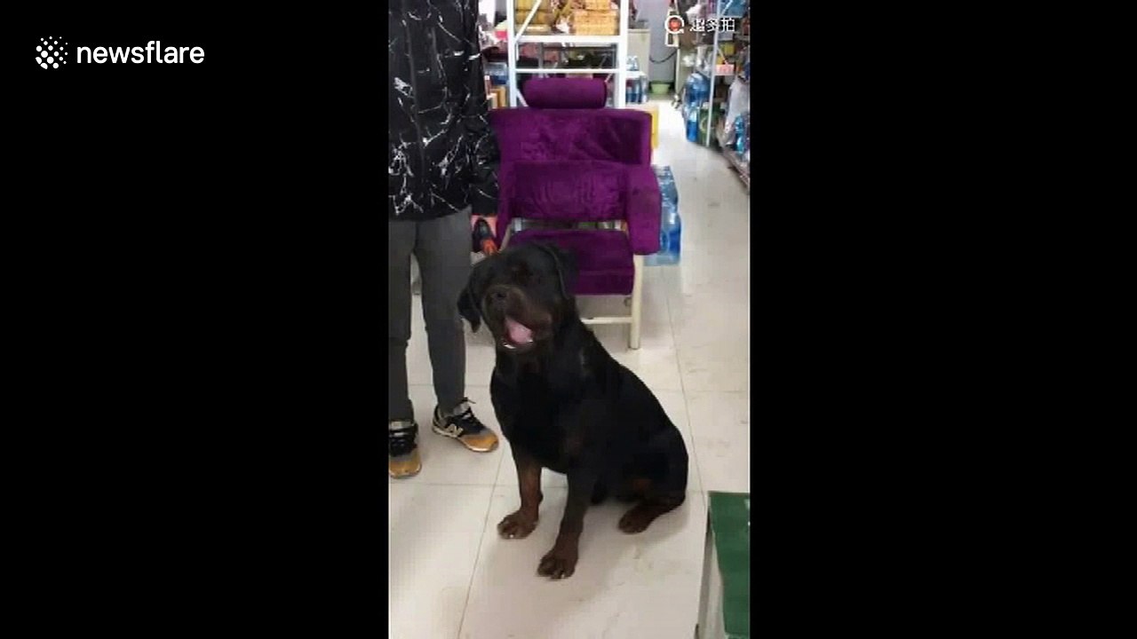Dog "sings" Chinese pop song