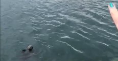 Thankful Seal Waves to Family After Being Thrown Some Fish