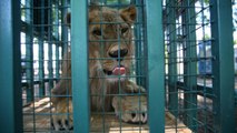 La nuova vita degli animali dello zoo di Aleppo