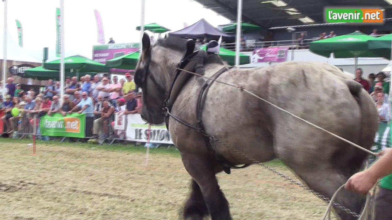 L'Avenir - Force et précision, les images impressionnantes du concours de chevaux de trait