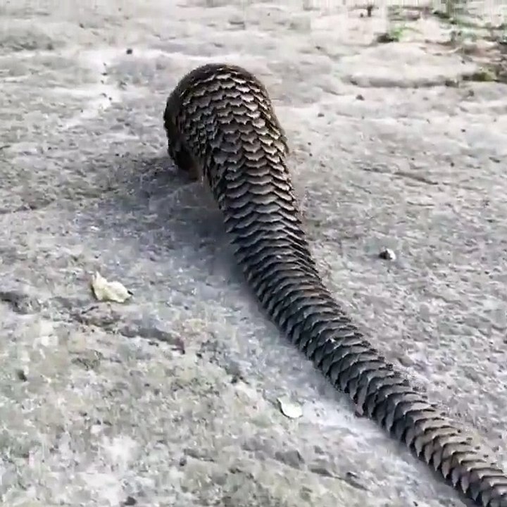 What animal is this - Mind Blowing Facts