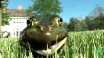 Funny Screaming Frog Compilation