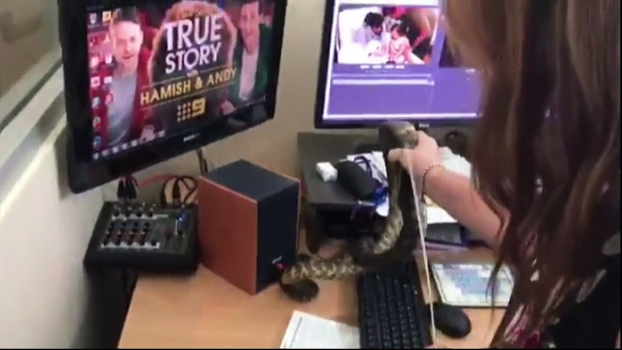 Huge python found in the office