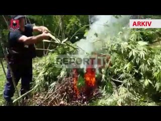 Report TV - Në 2013-ën Shqipëria ndryshoi  hartën e kanabisit në Europë