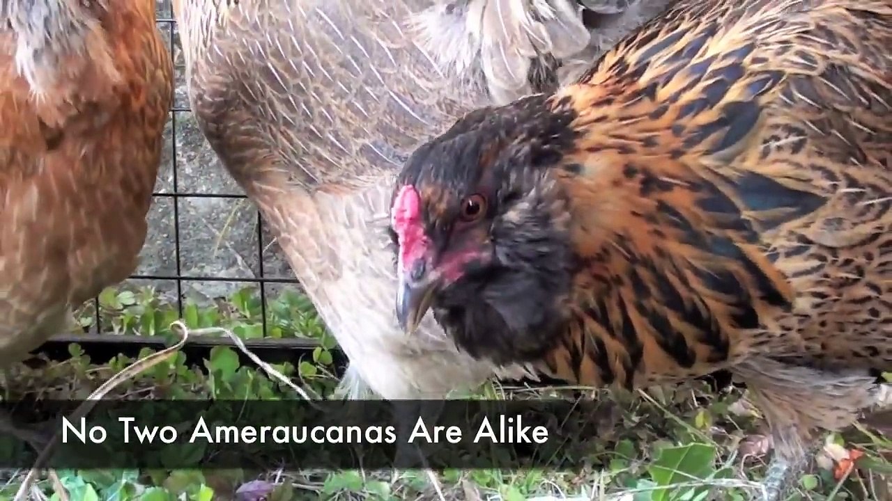 Easter Egger (Ameraucanas)