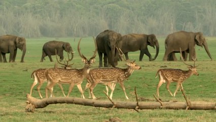 Ricky Kej - Shanti Samsara - Kudrat - Feat. Hariharan - Most Beautiful Elephant video