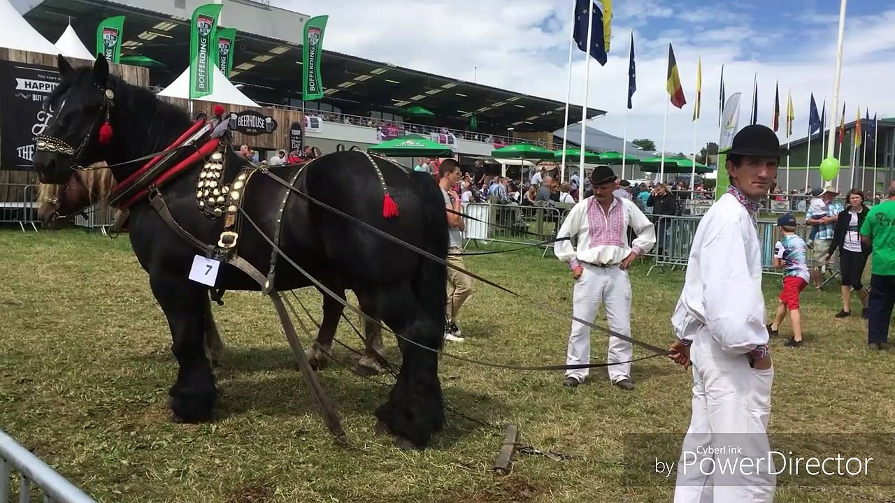 Concours de traction chevaline à la Foire agricole de Libramont