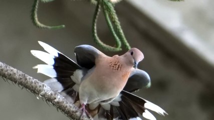 Beautiful Bird with different beautiful styles in rain 1 March 2015 Lahore Pakistan by Munawar Ahmed