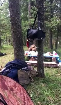 Des campeurs surpris par un ours qui venait voler leur nourriture !