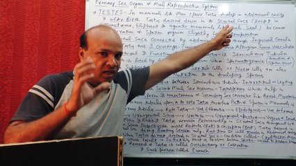 male primary genital organs