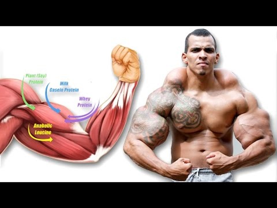 How Building Muscle Actually Works