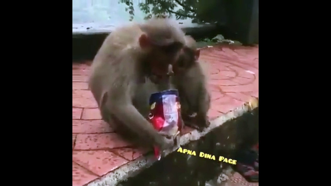 Funny Monkey