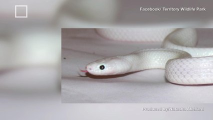 A White Snake With A Rare Mutation Found In Australia