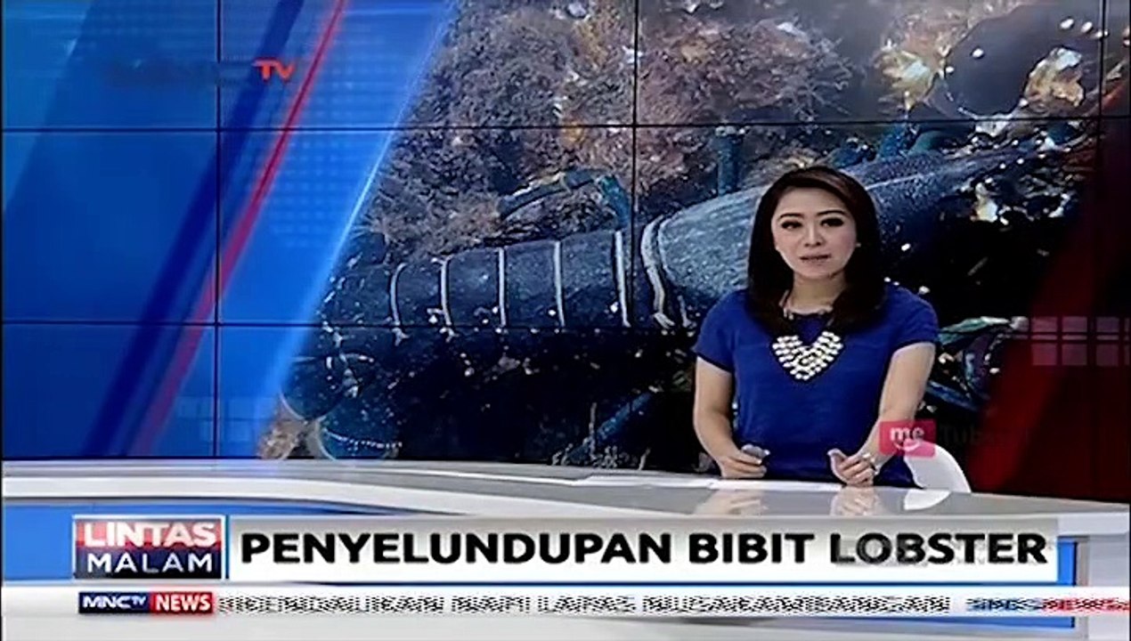 Bibit LOBSTER