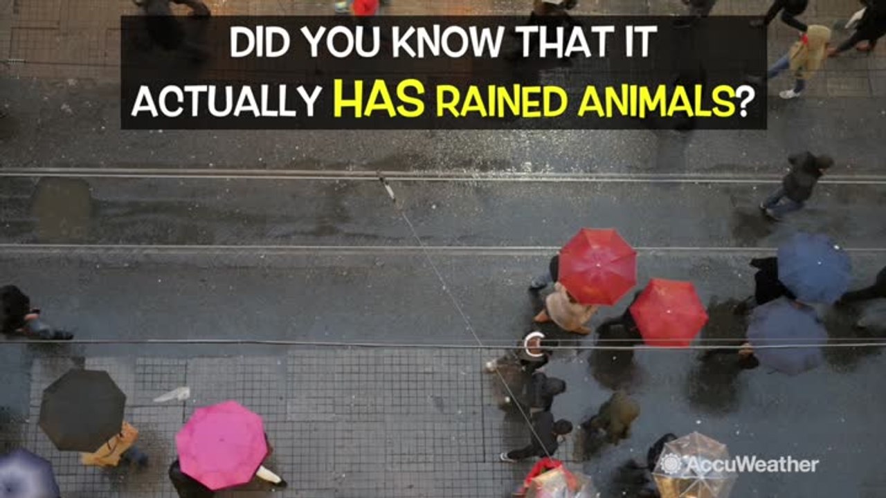 Yes, it can rain animals