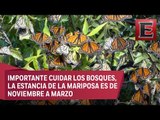 Llega la mariposa Monarca a México