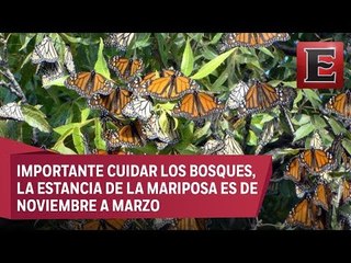 Llega la mariposa Monarca a México