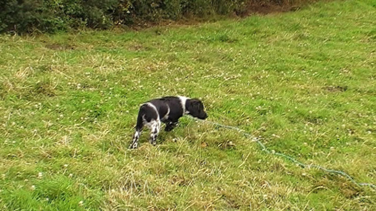 Nickel  arrêt sur caille à 2 mois et 3 semaines  - Copie