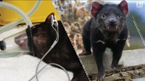A Cure For Tasmanian Devils Extinction