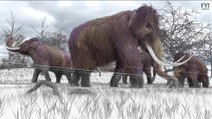 Mammoths Might Walk The Earth in 2 Years!