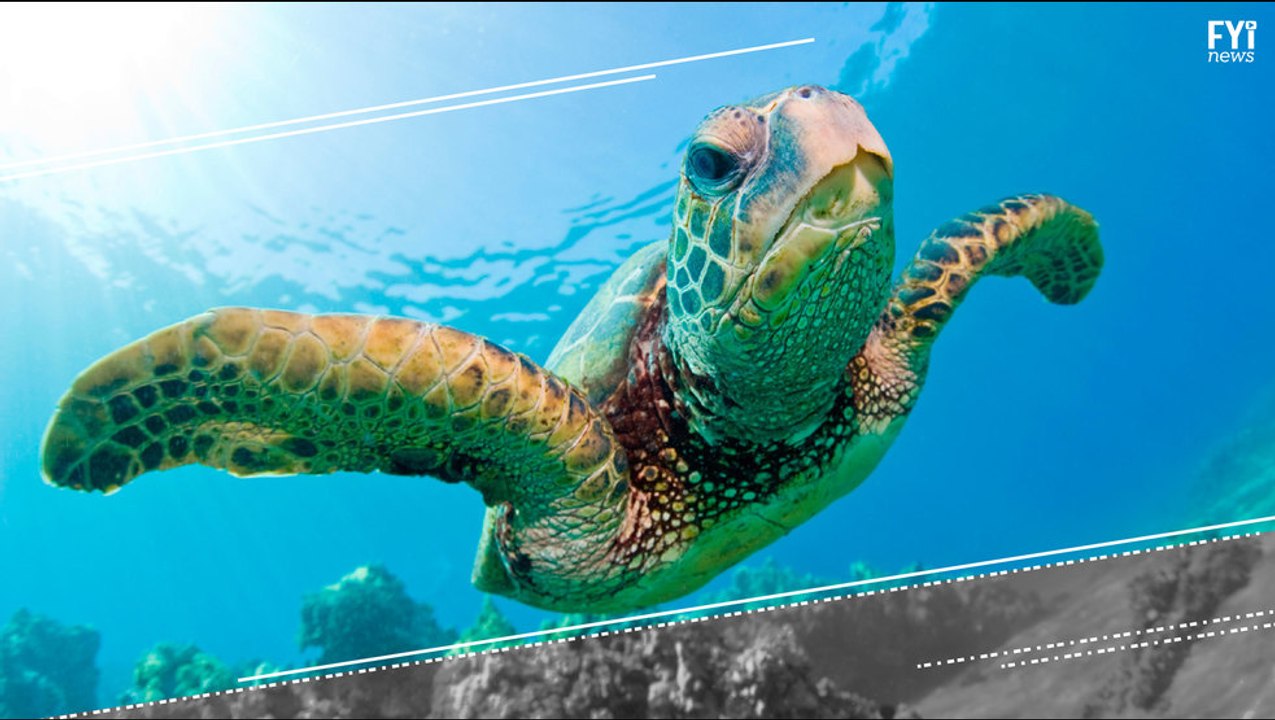 The Illegal Sea Turtle Trade