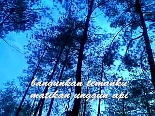 Reda_Pagi dan Hutan Pinus