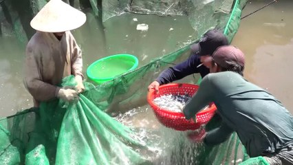 Ngư dân Khánh Hòa trúng đậm cá cơm