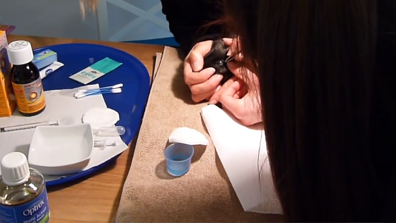 Hay Poke Guinea Pig Treatment