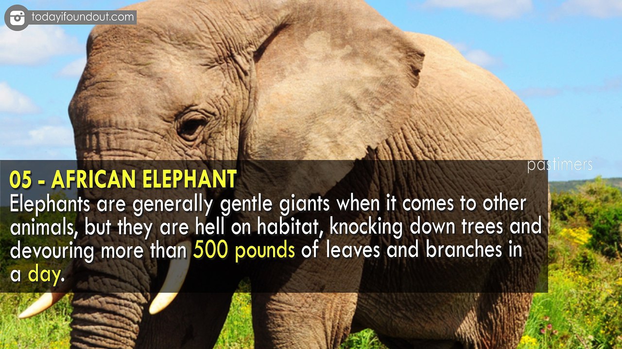 Top 10 Toughest Animals on Earth