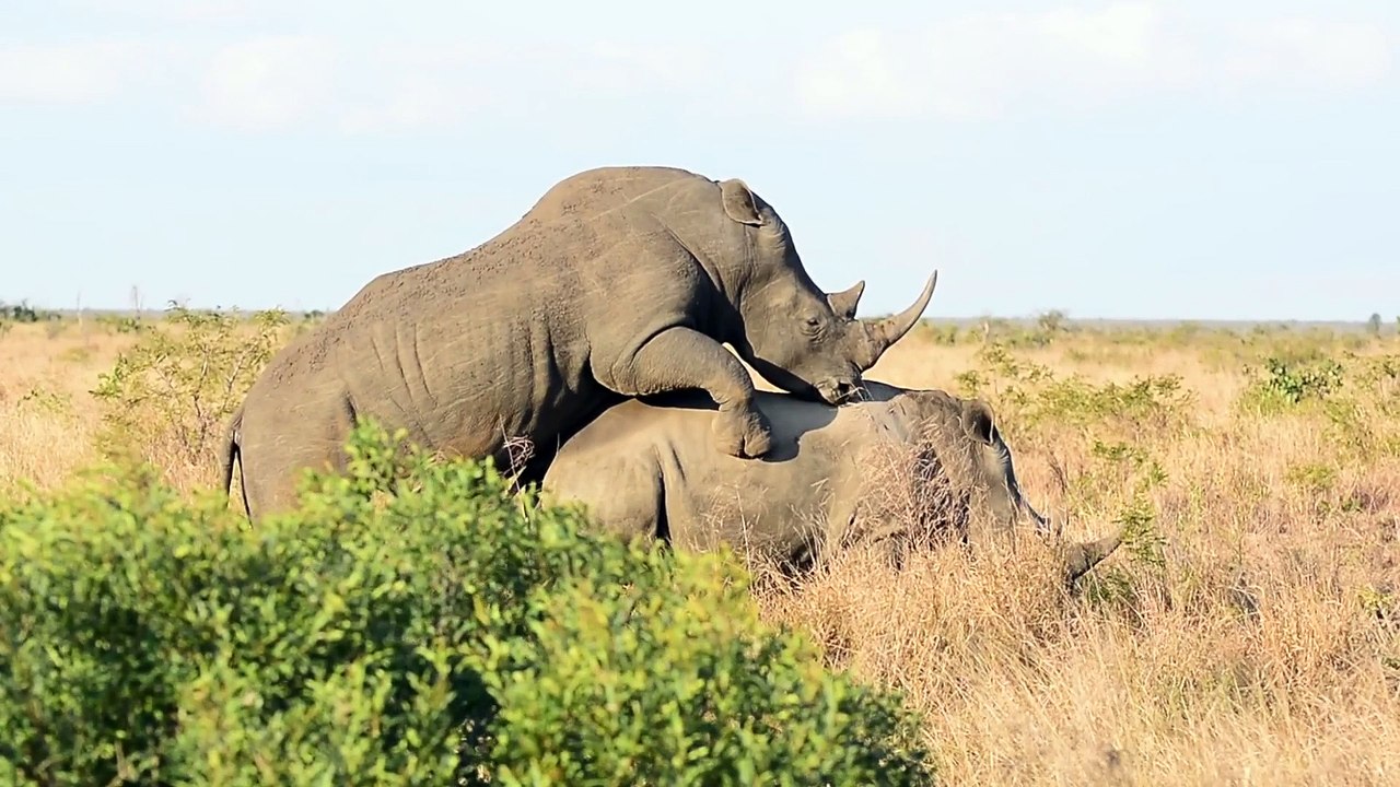 Rhinos Mating in Front of Tourists - Latest Sightings Pty Ltd