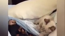 Cat dog