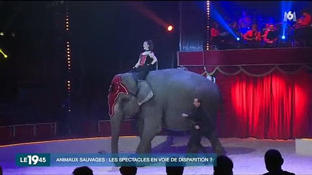 Faut-il interdire les spectacles avec des animaux sauvages ? Les défenseurs des animaux haussent le ton - Regardez