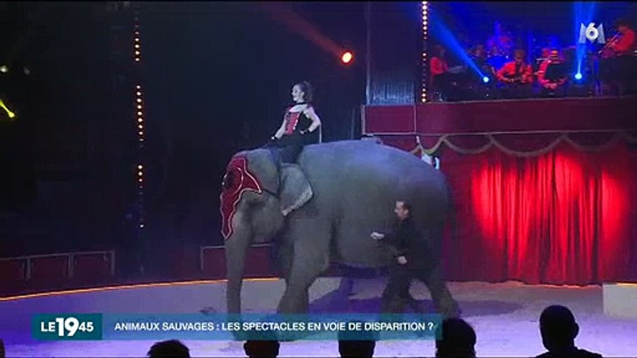 Faut-il interdire les spectacles avec des animaux sauvages ? Les défenseurs des animaux haussent le ton - Regardez