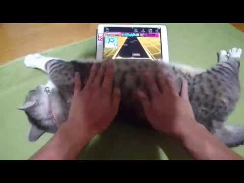 This Cat Makes the Perfect Video Game Dance Mat