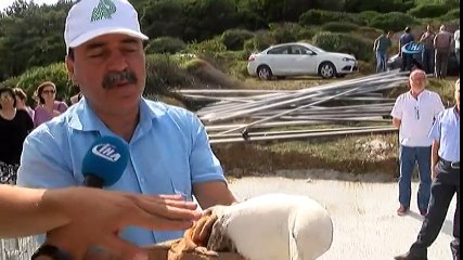 Dolu Felaketinde Yaralanan Martılar Doğaya Salındı