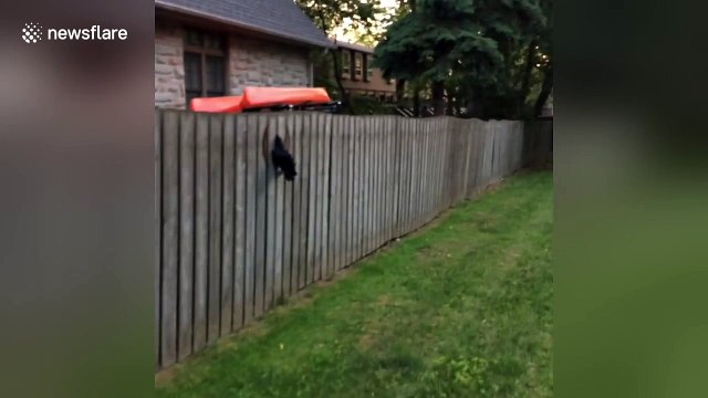 Man rescues crow with head stuck in fence