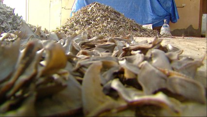 US: Anger grows over shark fin trade