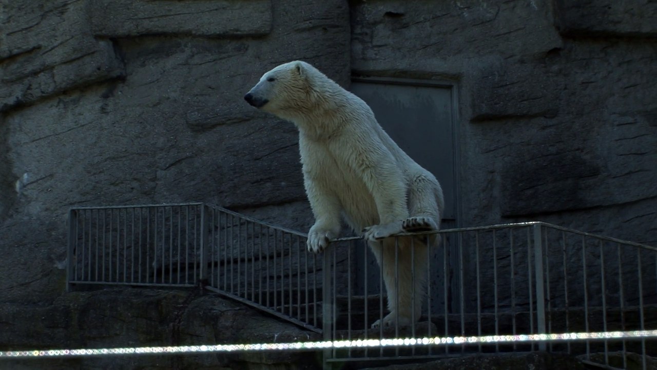 Polar bear