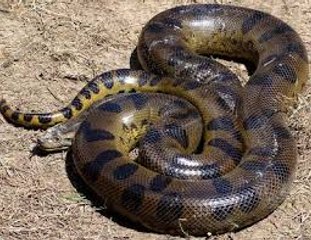 big snake افعى ضخمه