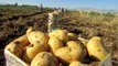 Sandıklı'da Patates Ekim Alanı Yüzde 40 Azaldı