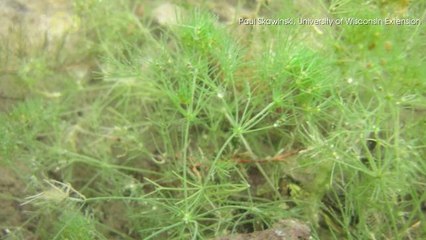 This Dinosaur-era Plant Was Just Found Growing in North America