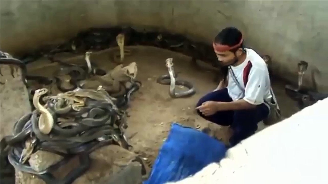 خطير ! رجل بين مئات الافاعي